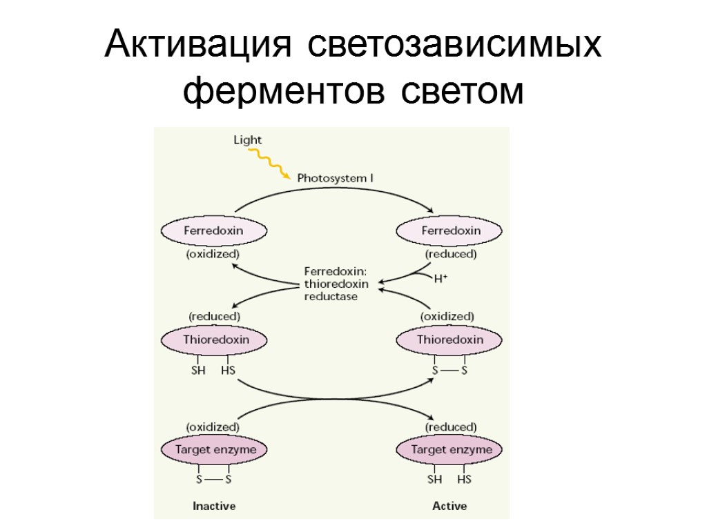 Активация светозависимых ферментов светом